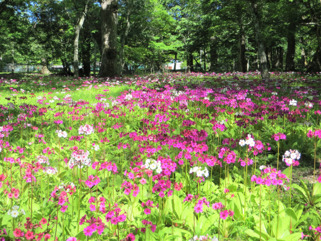 日光市　桜の名所と春から夏の花のスポット特集